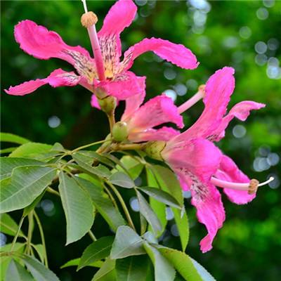 蘑菇岛手游(暂未上线)v1.0 安卓版